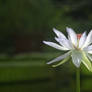 White Lotus