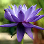 Blue Lotus