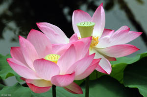 Pink pair by George---Kirk Pink pair by George---Kirk