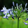 Blue Nile Agapanthus