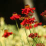 Heleniums