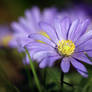 Anemone blue