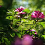 Woodland Rhododendron