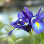 Early summer Iris