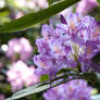 Rhododendron May