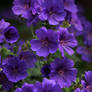 Hardy Geranium