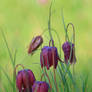 snakeskin fritillary