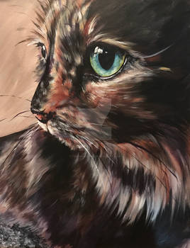 Tortie Lady