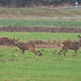 Two Roe Deer by the Side of a Road