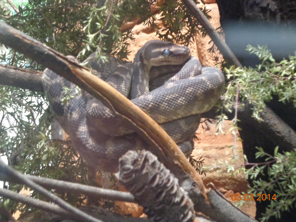 Scrub Python by Nitrofires-Revenge on DeviantArt