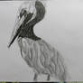 Pelican