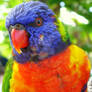 Blue-Mountain Lorikeet