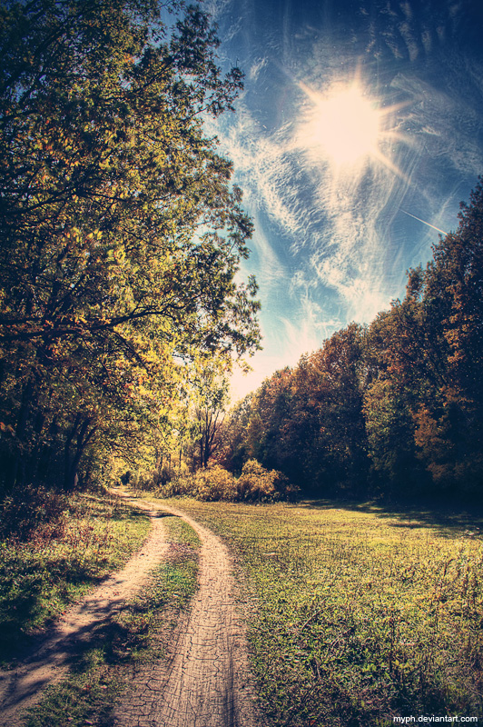 Forest's Road