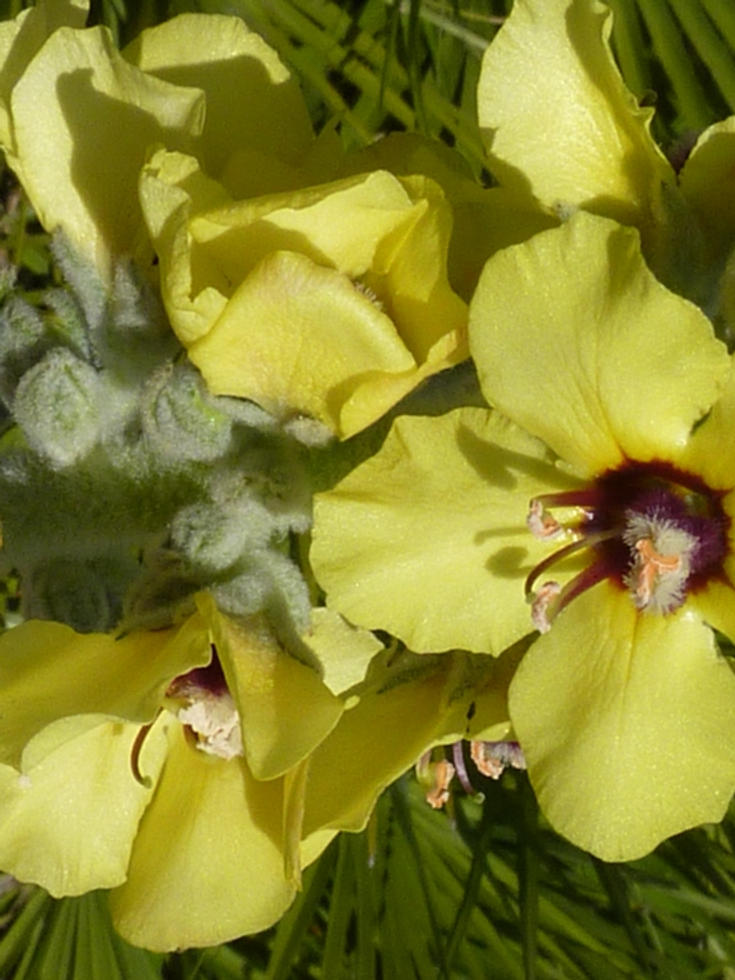 Spring rising I by AlixMaria on DeviantArt