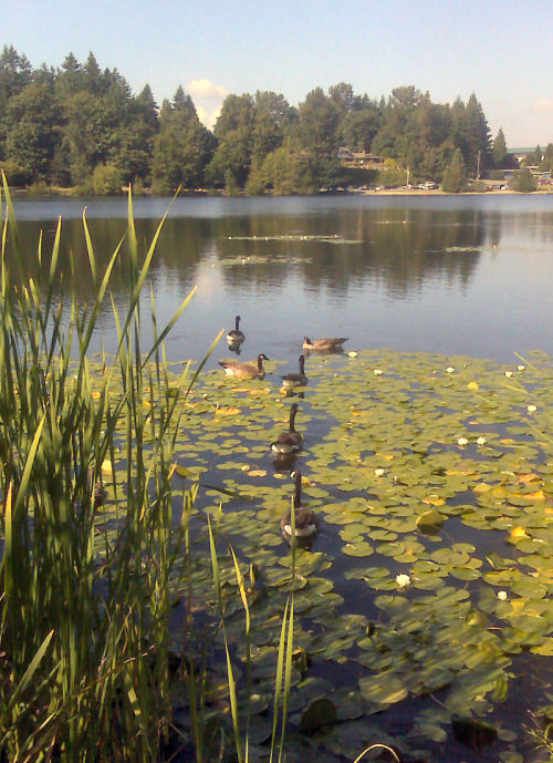 Summer Pond