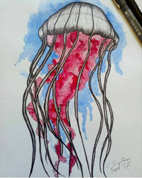 Jellyfish