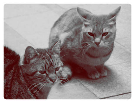 deux chats