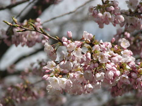 Sakura