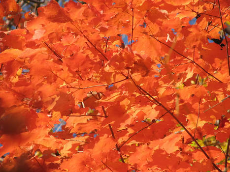 Orange Leaves