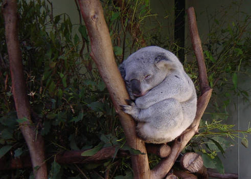 sleeping Koala