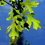 Oak leaves