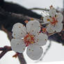 Plum Blossoms