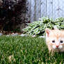 Ima.Pounce.You