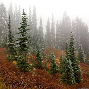 trees + fog