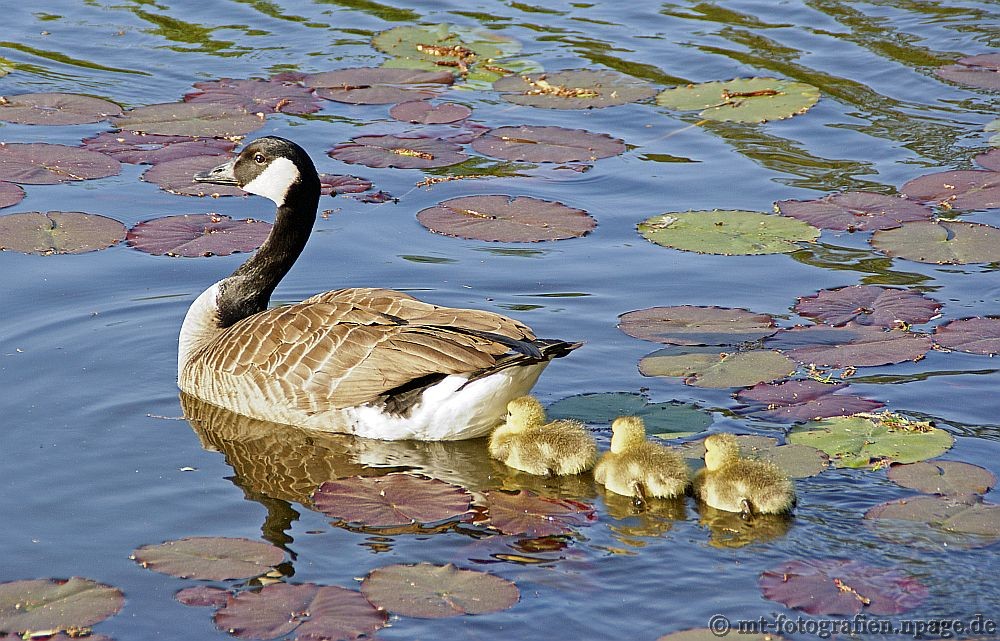 the first days of the Canadian wild geese No.6