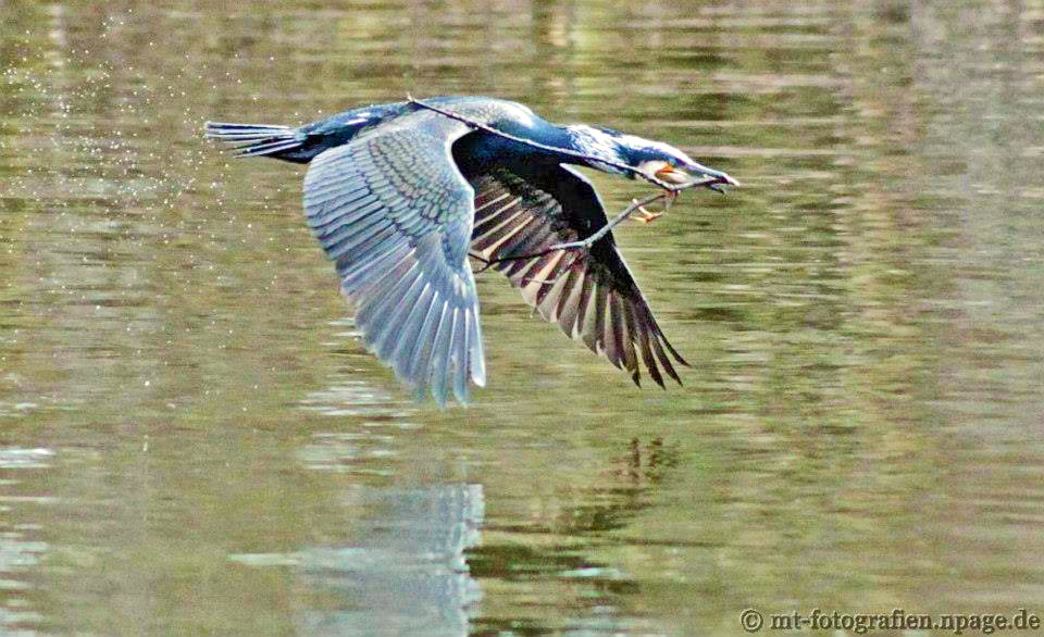 Cormoran with nest material