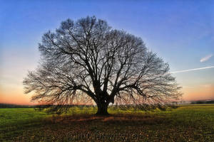 beautiful trees 3 by MT-Photografien