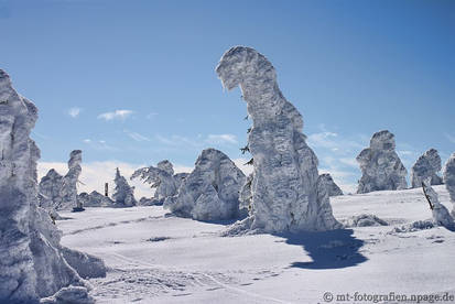 snow trees 2