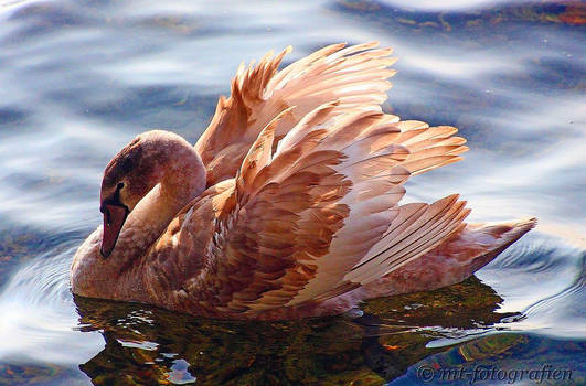 a young swan model