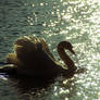 swan romance 6