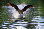 the perfect landing 2 by MT-Photografien