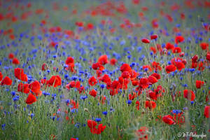 cornflowers and poppies