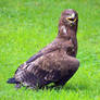 steppe eagle 1