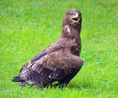 steppe eagle 1