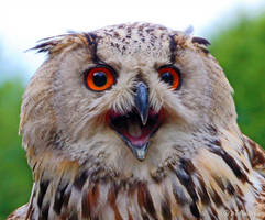 Siberian eagle owl