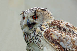 Siberian eagle owl 2