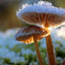 Frosty kristal mushrooms in the morning sun 1