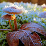 Frosty kristal mushrooms in the morning sun 2