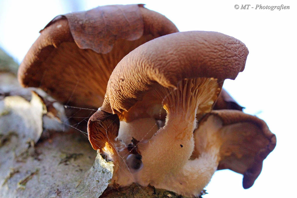 A small mushroom family