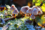 Frosty mushroom family in the morning sun by MT-Photografien