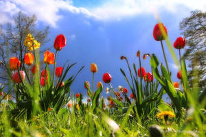 spring paradise 2 by MT-Photografien