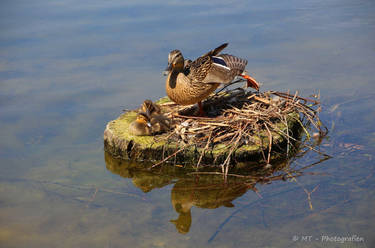 The duck island