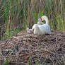 Swan mother with children