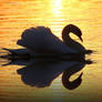 swan romance 13