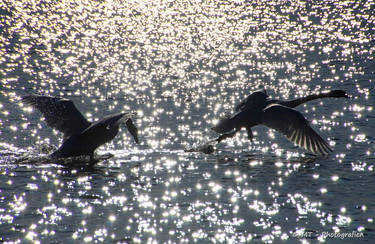 Swanpower in the sunshine