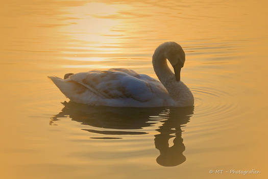 swan romance 17